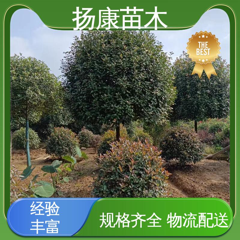 扬康苗木 红叶石楠树 庭院小区绿化造景树 观赏价值高