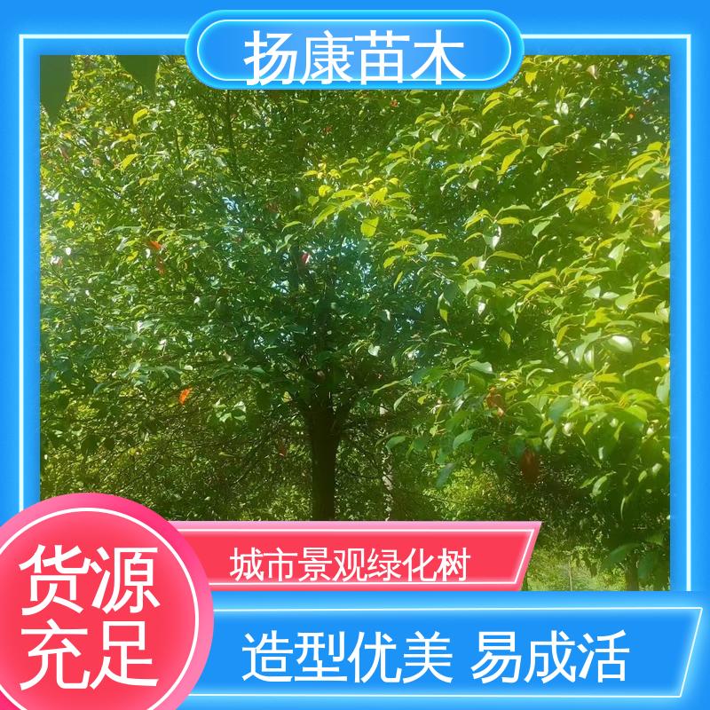 扬康苗木 基地供应 15公分平 昌含笑 园林庭院造景植物 观赏价值高