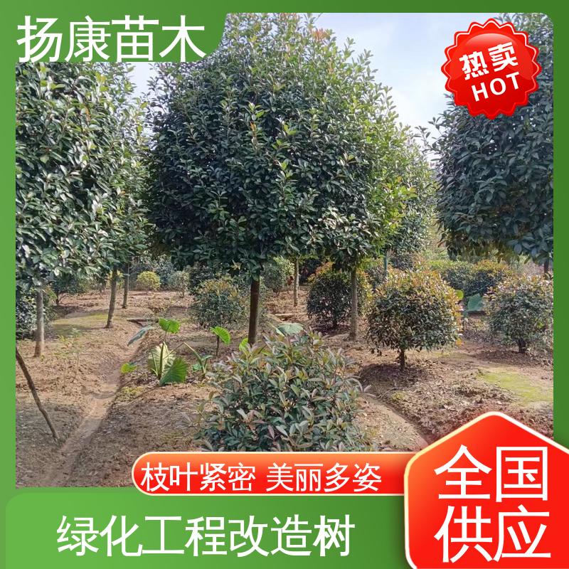 扬康苗木 基地供应 红叶石楠 绿化工程专用苗 适用性强 规格齐全