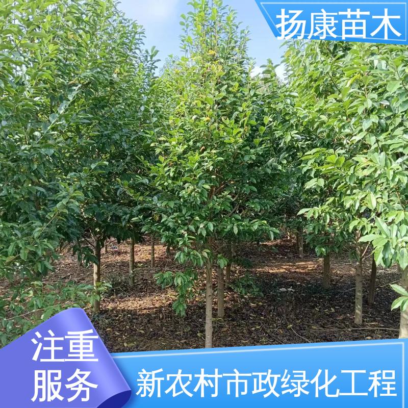 扬康苗木 乐 昌含笑批发 园林景区栽植 枝叶紧密 美丽多姿