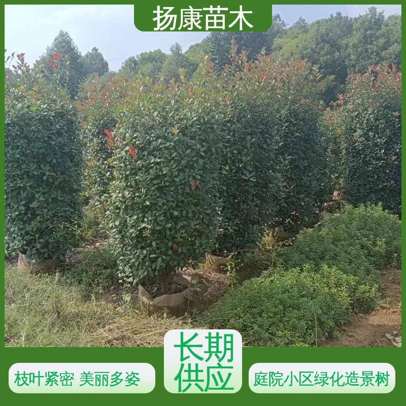 扬康苗木 基地供应 红叶石楠球 绿化工程行道树 高成活率 规格齐全