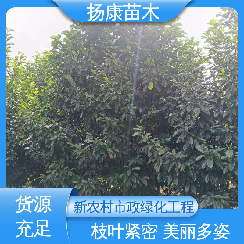 扬康苗木 15公分平 昌含笑 园林绿化工程设计 适用性强 规格齐全