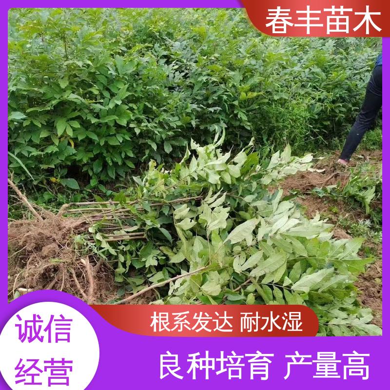 春丰苗木 碧根果袋苗基地生产 高产出 规格齐全 物流配送