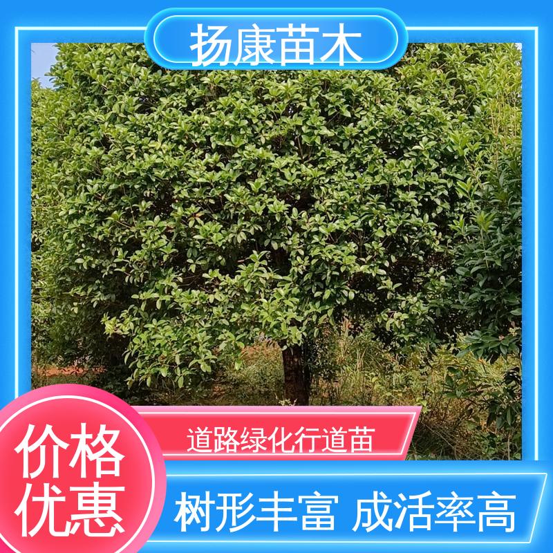 扬康苗木 浙 江乐 昌含笑 园林绿化工程设计 高端大气美观