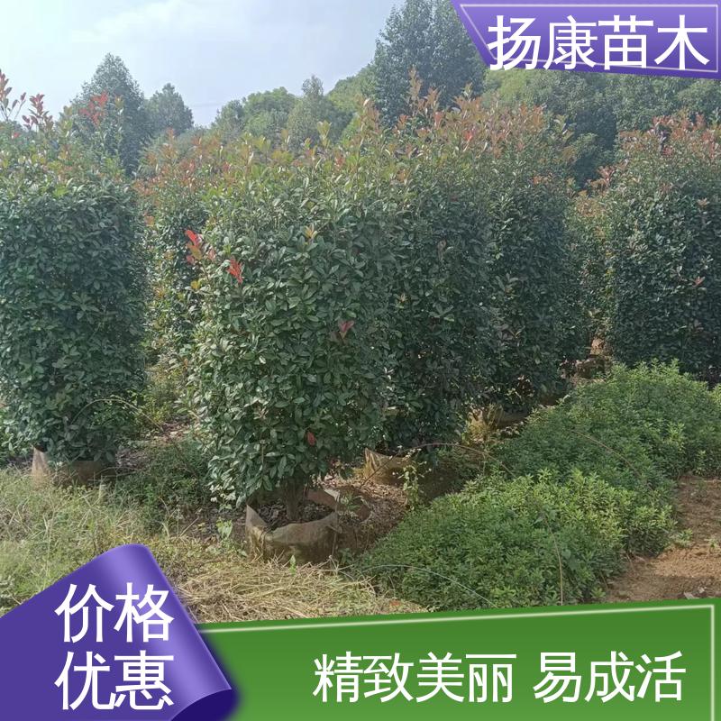 扬康苗木 红叶南栓 庭院小区绿化造景树 适用性强 规格齐全