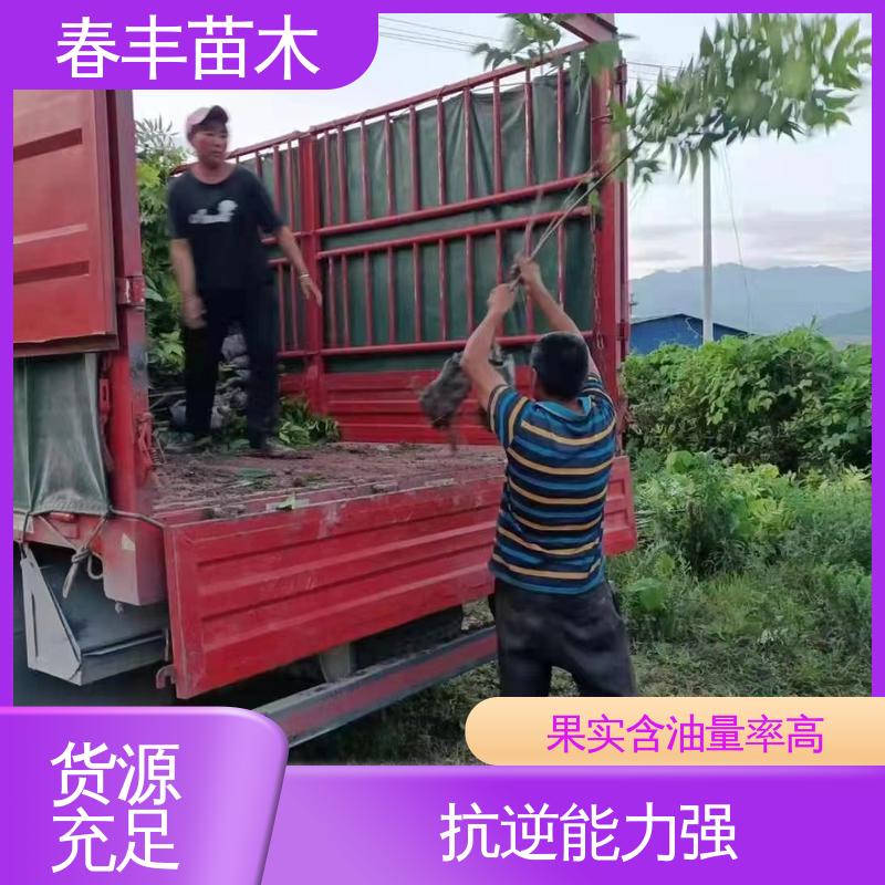 春丰苗木 碧根果袋苗2公分粗 多品种 可孤植 丛植