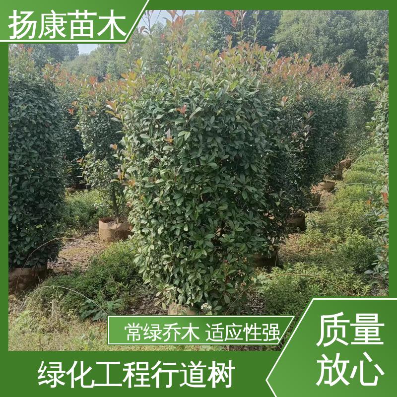 扬康苗木 基地供应 红叶石楠树 绿化工程行道树 枝叶紧密 美丽多姿