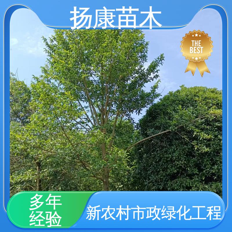 扬康苗木 基地供应 乐 昌含笑批发 城市景观绿化树 树形丰富 成活率高