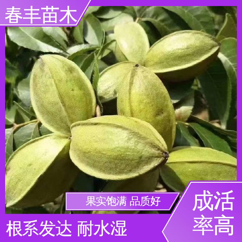 春丰苗木 美国碧根果苗专业育苗 品种纯正 根系发达 耐水湿