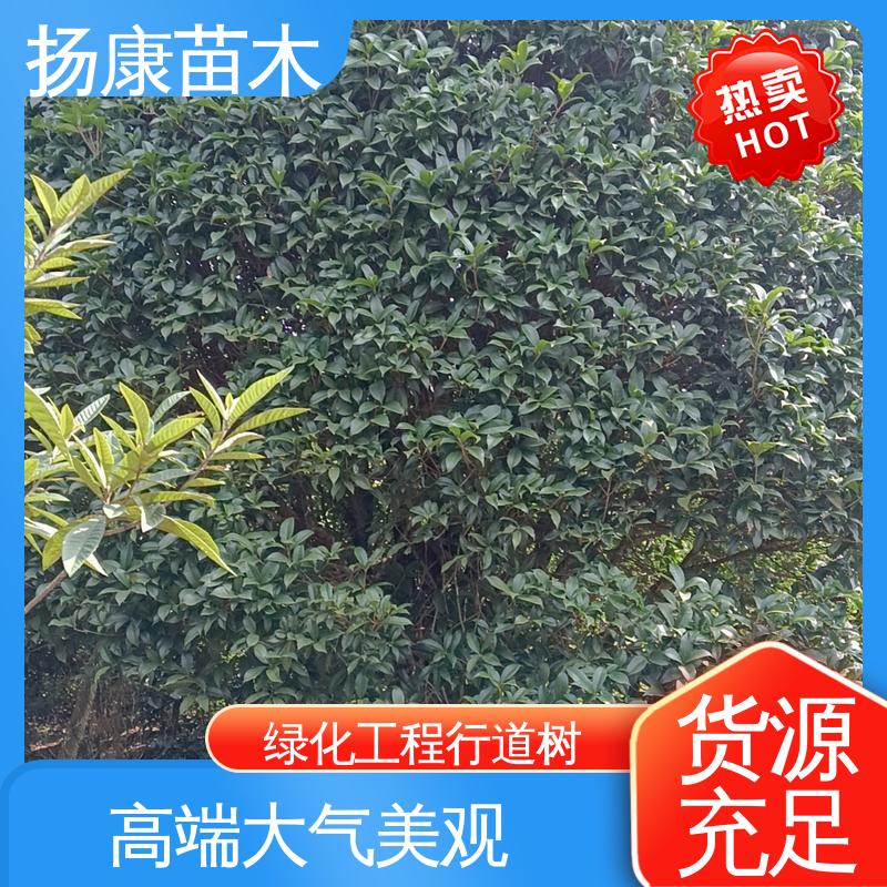 扬康苗木 乐 昌含笑 园林绿化专用树 树形丰富 成活率高