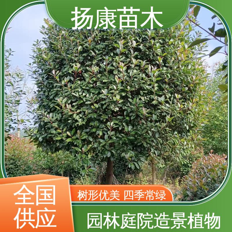 扬康苗木 基地供应 小楠 园林绿化工程设计 高端大气美观