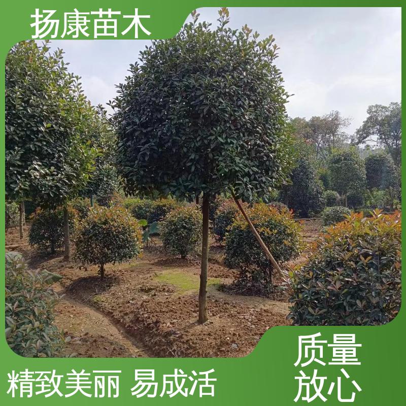 扬康苗木 红叶石楠球 园区道路绿化苗 枝叶紧密 美丽多姿