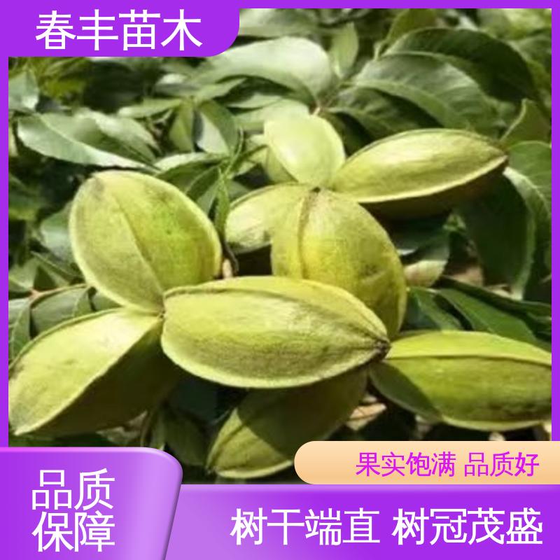 春丰苗木 碧根果袋装苗专业育苗 良种培育 果材兼用 易成活