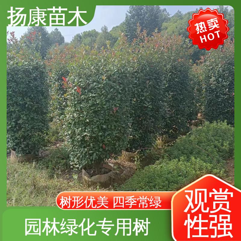 扬康苗木 基地供应 红叶石楠球 园区道路绿化苗 枝叶紧密 美丽多姿