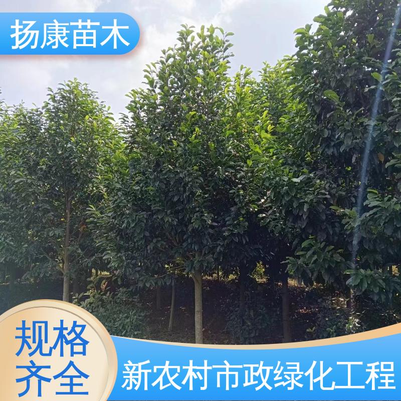 扬康苗木 基地供应 15公分平 昌含笑 城市景观绿化树 适用性强 规格齐全