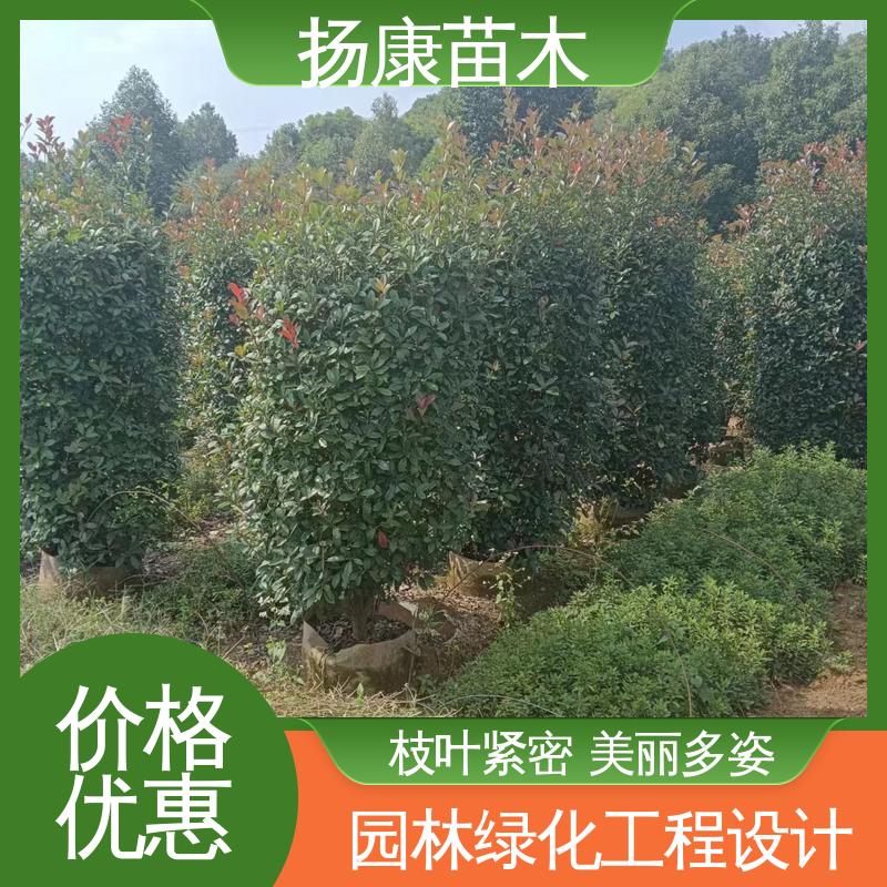 扬康苗木 基地供应 红叶南栓 庭院小区绿化造景树 适用性强 规格齐全
