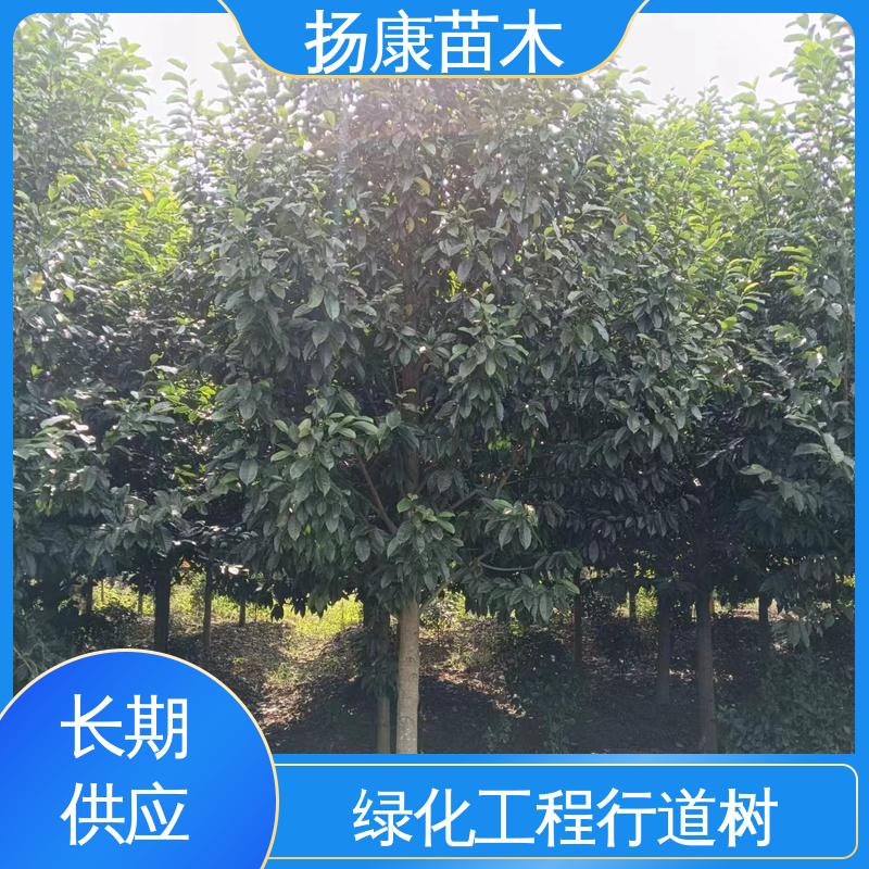 扬康苗木 精品乐 昌含笑 道路绿化行道苗 环境适应性强