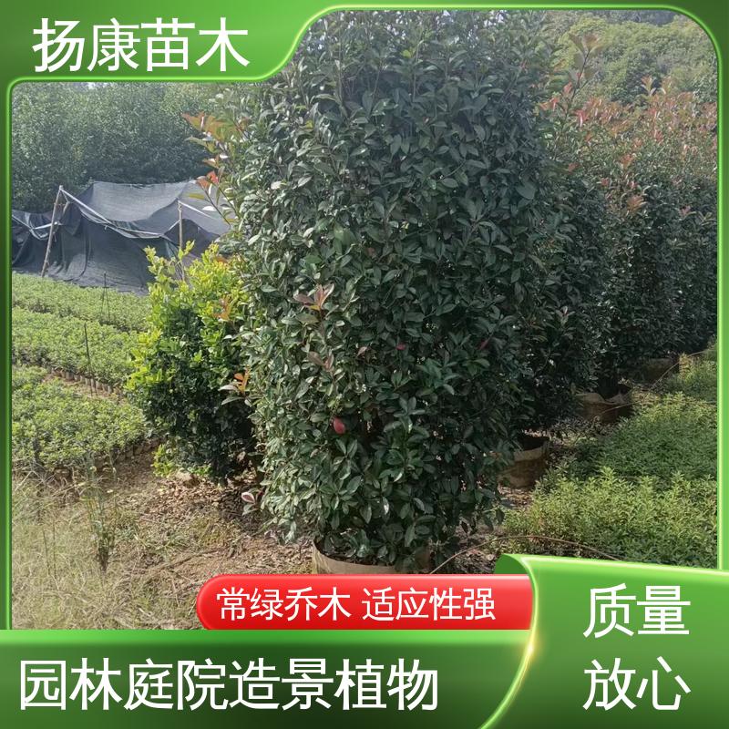 扬康苗木 基地供应 纸石楠球 园林景区栽植 树形丰富 成活率高