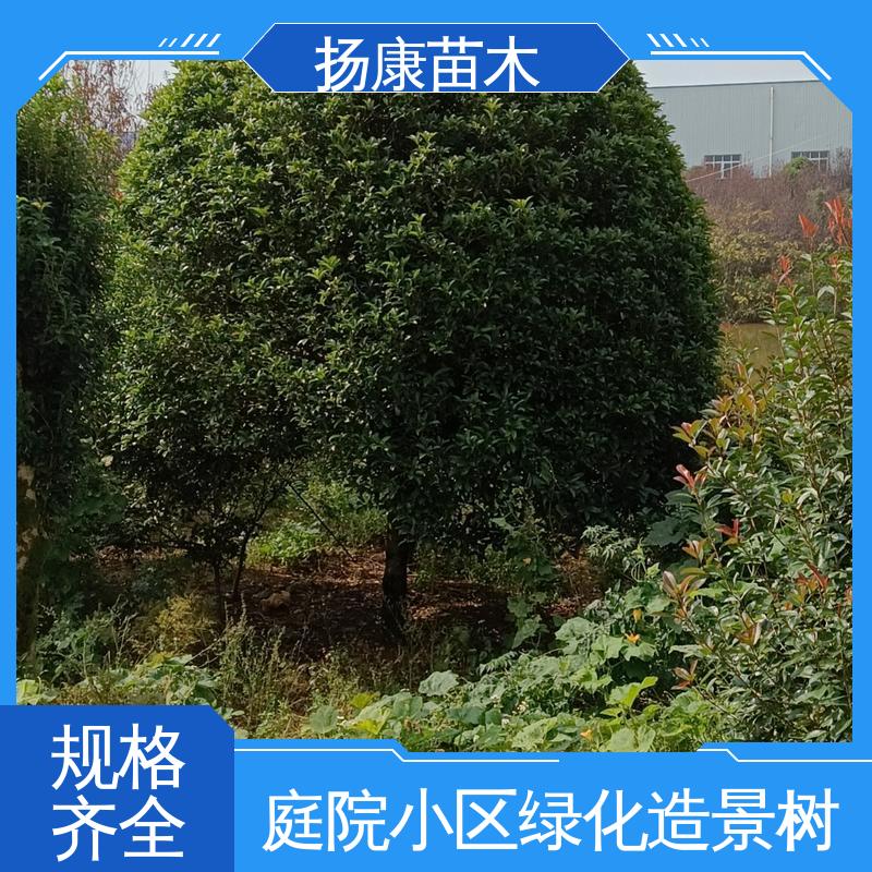 扬康苗木 基地供应 20公分乐 昌合笑 绿化工程专用苗 枝叶紧密 美丽多姿