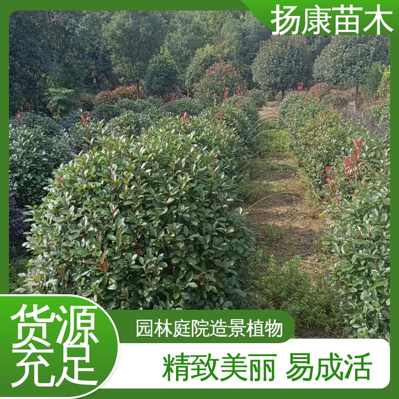 扬康苗木 基地供应 红叶石楠 庭院小区绿化造景树 高成活率 规格齐全