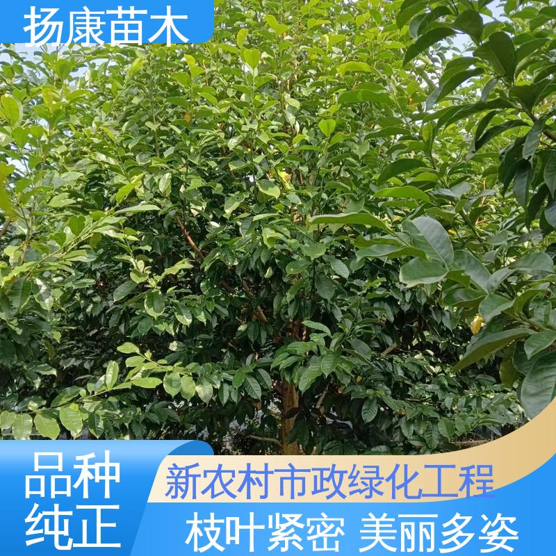 扬康苗木 基地供应 20公分乐 昌合笑 园林庭院造景植物 造型优美 易成活