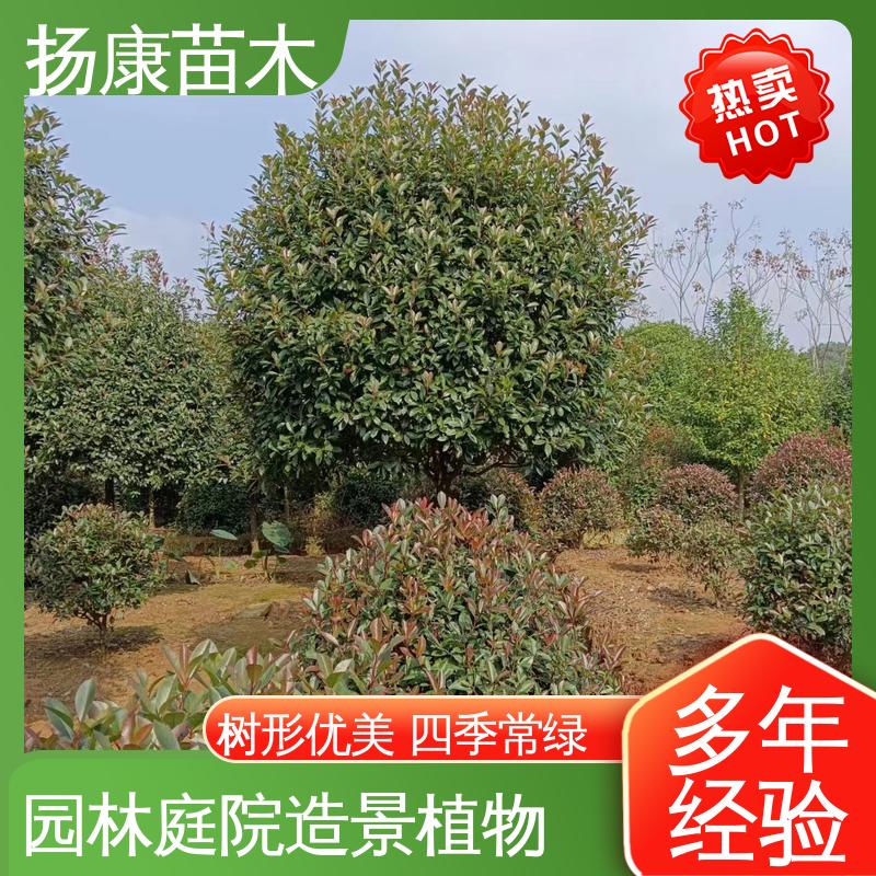 扬康苗木 基地供应 红叶石楠球 园区道路绿化苗 高成活率 规格齐全