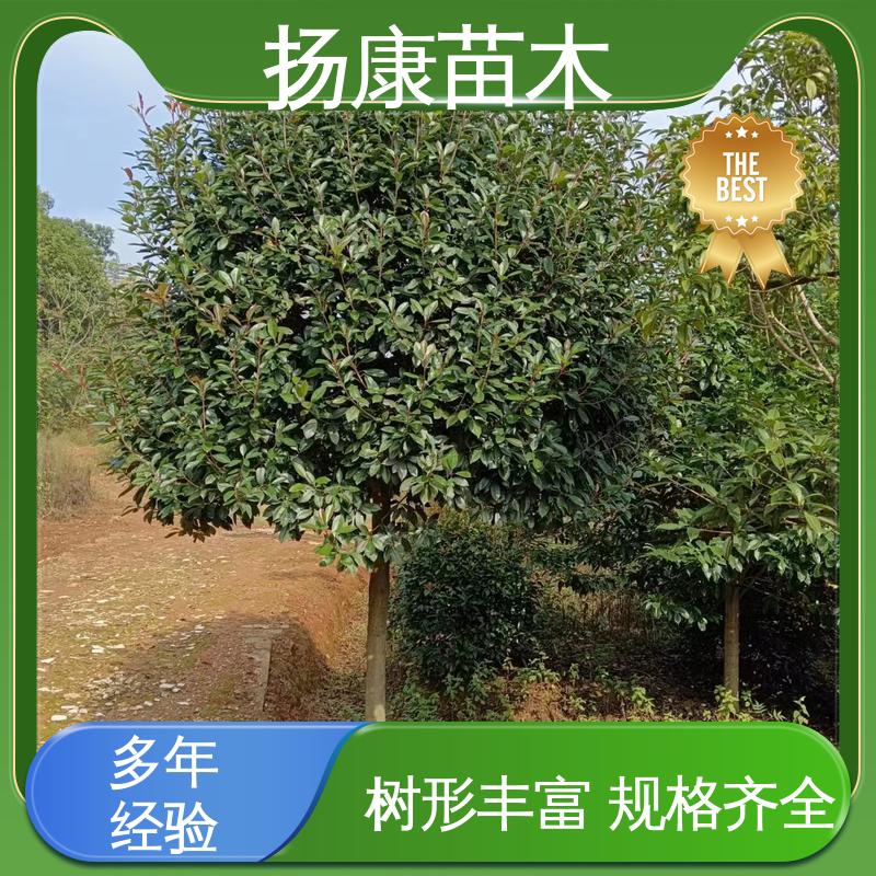 扬康苗木 基地供应 红叶石楠球 道路绿化行道苗 造型优美 易成活