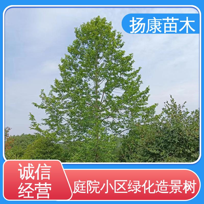 扬康苗木 基地供应 18公分乐 昌含笑 绿化工程行道树 造型优美 易成活