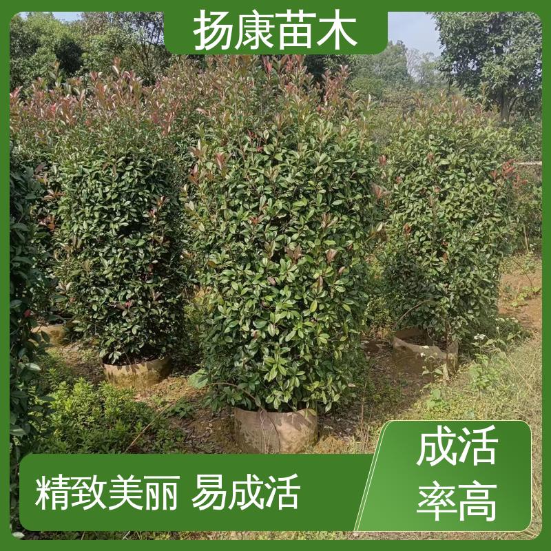 扬康苗木 红叶石楠树 绿化工程改造苗 枝叶紧密 美丽多姿
