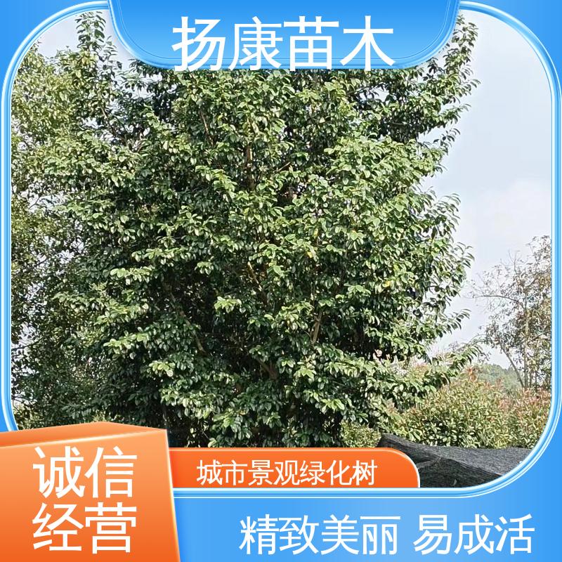 扬康苗木 乐 昌含笑 绿化工程专用苗 高成活率 规格齐全