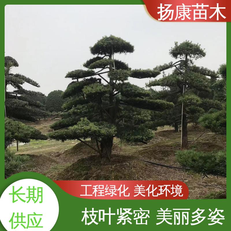 扬康苗木 基地供应 14公分罗汉松 庭院别墅造景树 高成活率 规格齐全