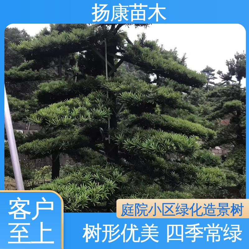 扬康苗木 15公分罗汉松 公园景区装饰露地盆栽 常绿乔木 适应性强
