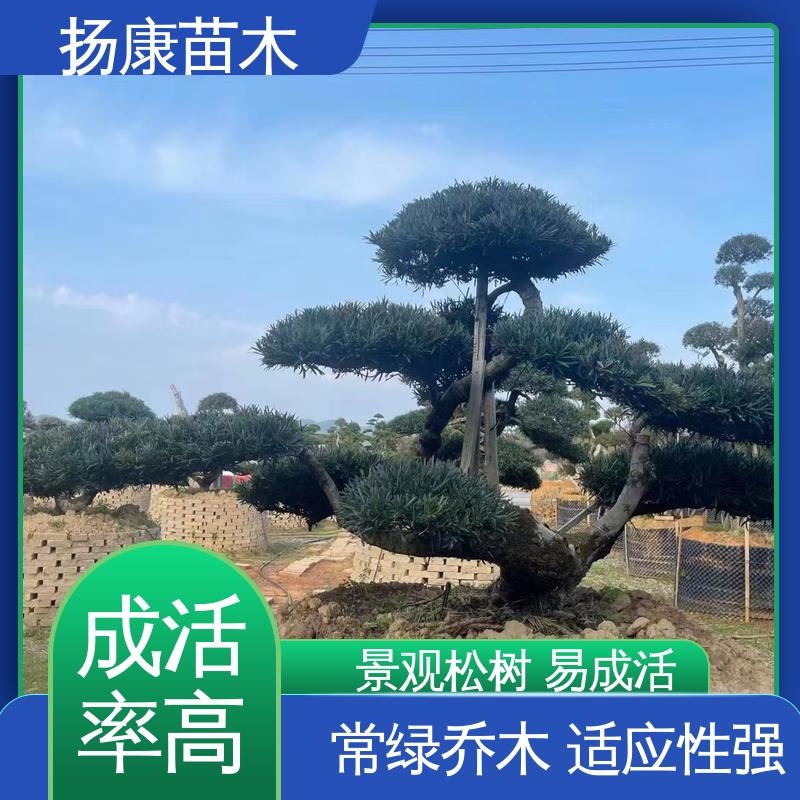 扬康苗木 20公分罗汉松 城市景观绿化树 适用性强 规格齐全