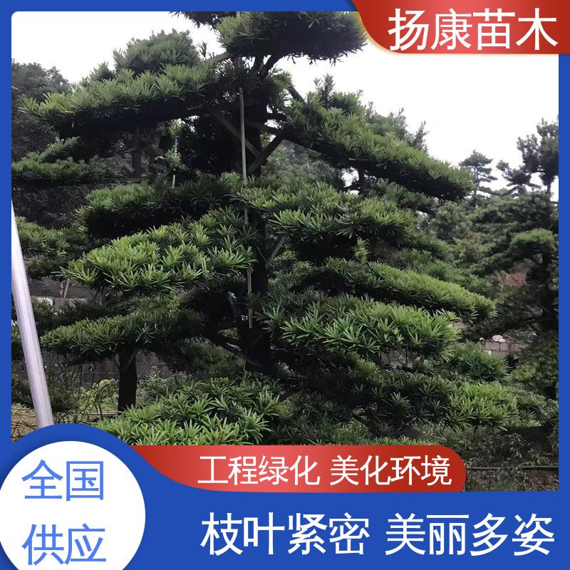 扬康苗木 12公分罗汉松 庭院别墅造景树 高端大气镇宅