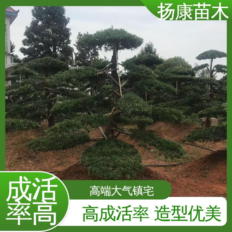 扬康苗木 浙 江罗山松 庭院别墅景观树 枝叶紧密 美丽多姿