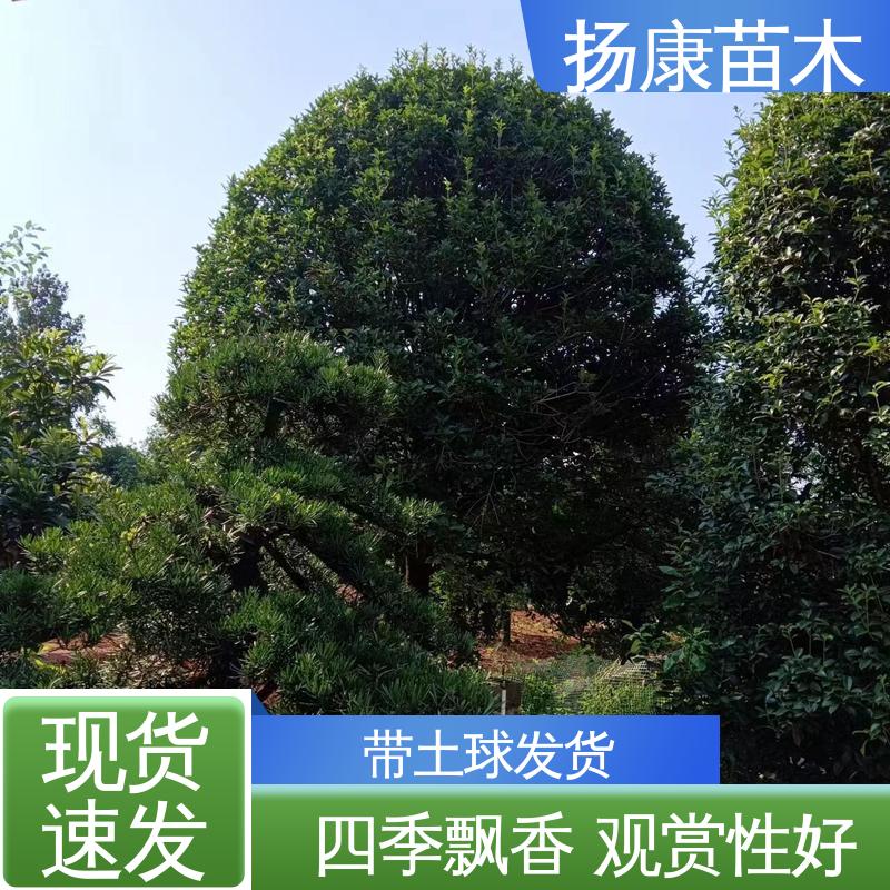 扬康苗木 18公分丹桂 城市景观绿化树 观赏价值高