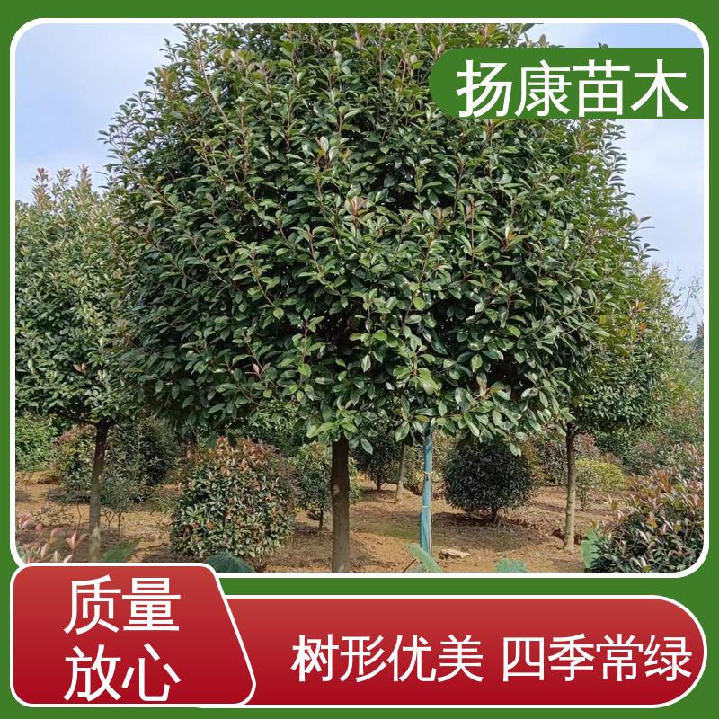 扬康苗木 基地供应 纸石楠球 城市景观绿化树 精致美丽 易成活