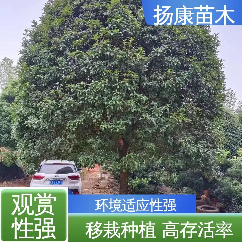 扬康苗木 精品桂花 园林庭院造景植物 观赏价值高