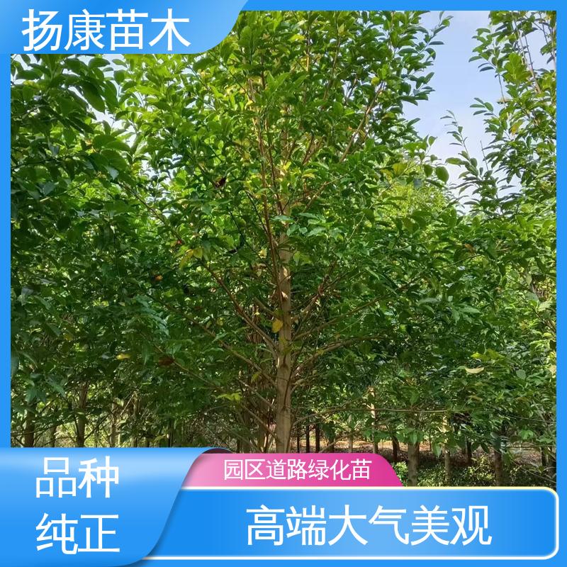 扬康苗木 乐 昌含笑 城市景观绿化树 高成活率 规格齐全