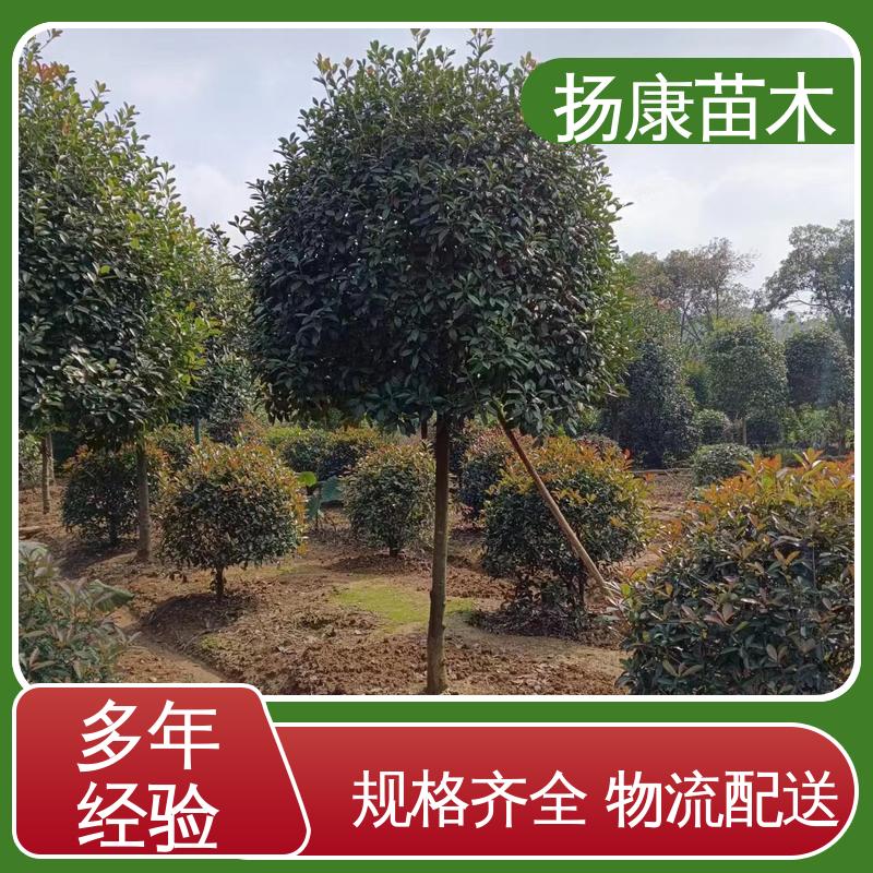 扬康苗木 基地供应 纸石楠球 绿化工程专用苗 树形丰富 成活率高