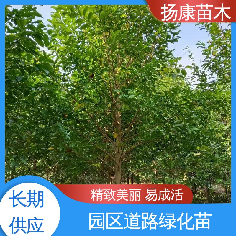 扬康苗木 基地供应 乐 昌含笑批发 园林景区栽植 高端大气美观