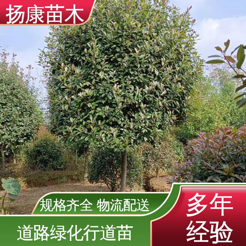 扬康苗木 纸石楠球 绿化工程行道树 适用性强 规格齐全