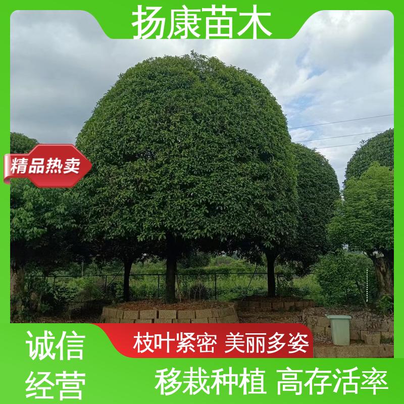 扬康苗木 18公分丹桂 庭院小区绿化造景树 观赏价值高