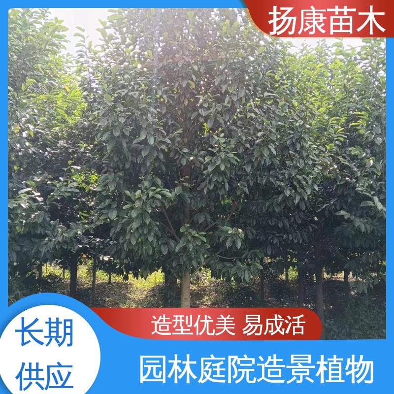 扬康苗木 基地供应 18公分乐 昌含笑 园林绿化工程设计 观赏价值高