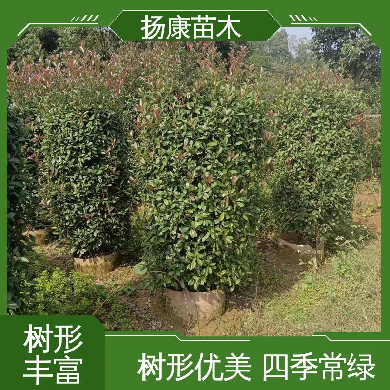 扬康苗木 基地供应 纸石楠球 园林庭院造景植物 适用性强 规格齐全