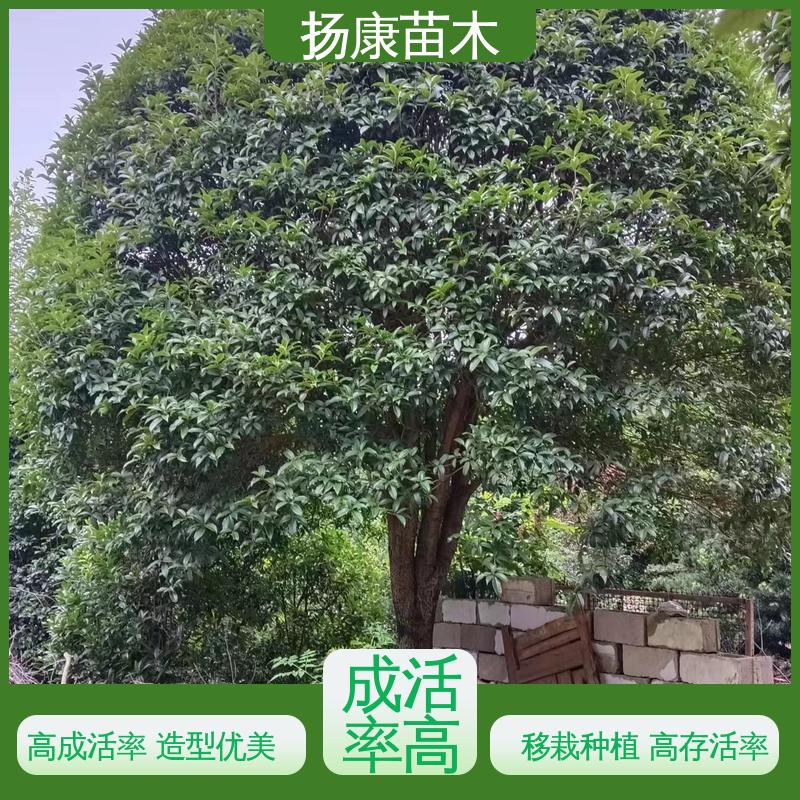扬康苗木 18公分桂花 城市景观绿化树 枝叶紧密 美丽多姿