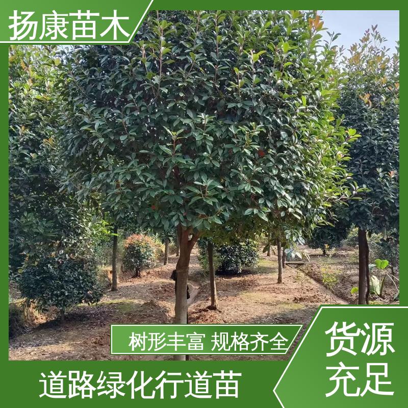 扬康苗木 纸石楠球 园区道路绿化苗 造型优美 易成活