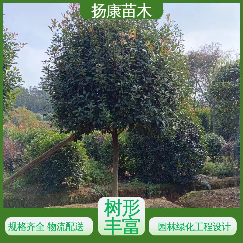 扬康苗木 基地供应 纸石楠球 绿化工程专用苗 精致美丽 易成活
