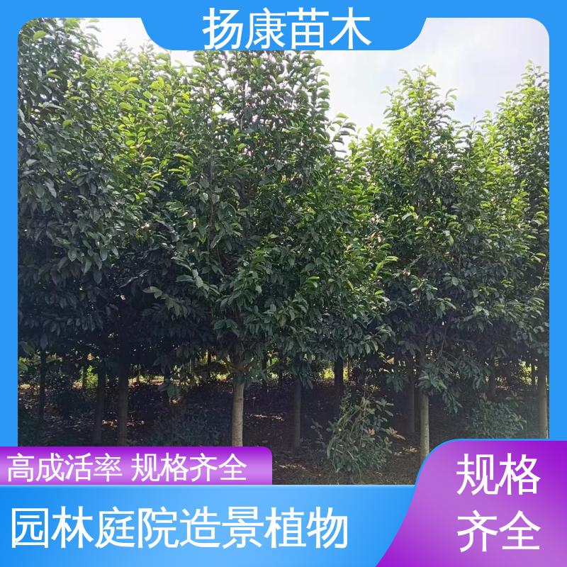 扬康苗木 基地供应 18公分乐 昌含笑 园林庭院造景植物 观赏价值高