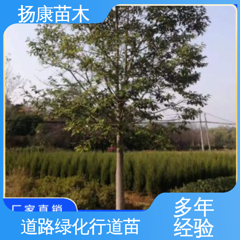 扬康苗木 基地供应 湖 南 乐 昌含笑 园区道路绿化苗 高成活率 规格齐全